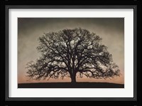 Majestic Oak Fine Art Print