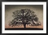Majestic Oak Fine Art Print