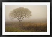 Tree in Field Fine Art Print