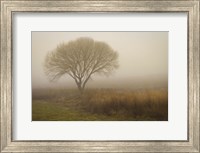 Tree in Field Fine Art Print