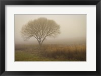 Tree in Field Fine Art Print