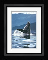 Humpback Whale Fine Art Print