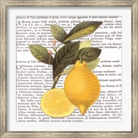 Citrus Edition I Fine Art Print