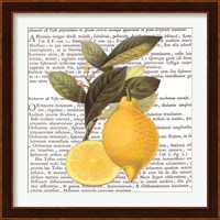 Citrus Edition I Fine Art Print