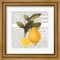 Citrus Edition I Fine Art Print