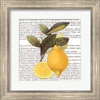 Citrus Edition I Fine Art Print