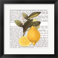 Citrus Edition I Framed Print