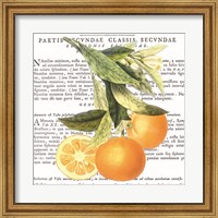 Citrus Edition II Fine Art Print