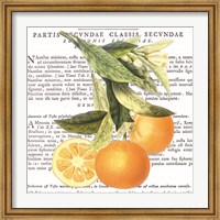 Citrus Edition II Fine Art Print