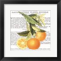Citrus Edition II Framed Print