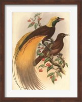 Golden Bird of Paradise Fine Art Print