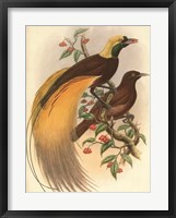 Golden Bird of Paradise Framed Print