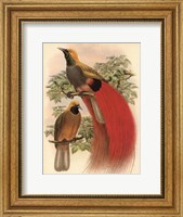 Scarlet Bird of Paradise Fine Art Print