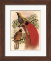 Scarlet Bird of Paradise Fine Art Print