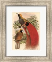 Scarlet Bird of Paradise Fine Art Print