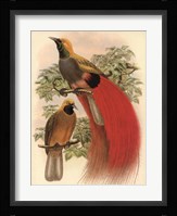 Scarlet Bird of Paradise Fine Art Print