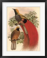 Scarlet Bird of Paradise Framed Print