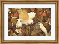 Persimmons & Cockatoos Fine Art Print