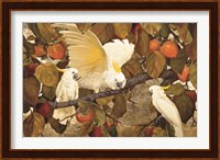 Persimmons & Cockatoos Fine Art Print