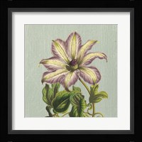 Purple Clematis Framed Print