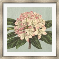 Rhododendron Fine Art Print