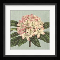 Rhododendron Fine Art Print