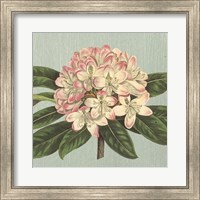 Rhododendron Fine Art Print