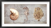 Sea Treasures I Fine Art Print