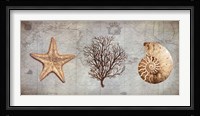 Sea Treasures II Framed Print