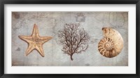 Sea Treasures II Fine Art Print