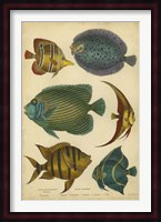 Non-Emb. Goldsmith's Spinous Fishes Fine Art Print