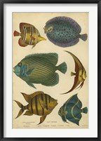 Non-Emb. Goldsmith's Spinous Fishes Fine Art Print