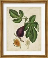 Non-Embellished Antique Fig Tree Fine Art Print