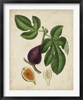 Non-Embellished Antique Fig Tree Fine Art Print