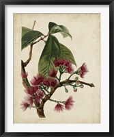 Non-Embellished Antique Fringe Tree Fine Art Print