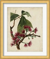 Non-Embellished Antique Fringe Tree Fine Art Print