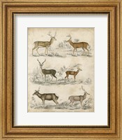 Non-Embellished Species of Deer Fine Art Print