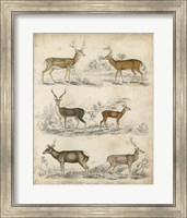 Non-Embellished Species of Deer Fine Art Print