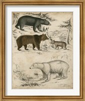 Non-Embellished Species of Bear Fine Art Print