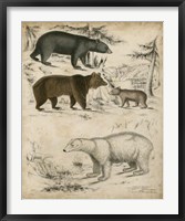 Non-Embellished Species of Bear Fine Art Print
