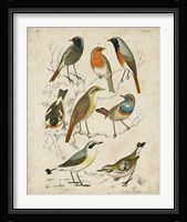 Non-Embellished Avian Gathering I Framed Print