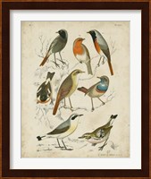 Non-Embellished Avian Gathering I Fine Art Print