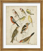 Non-Embellished Avian Gathering II Fine Art Print