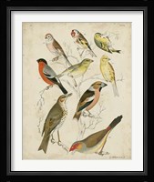 Non-Embellished Avian Gathering II Fine Art Print