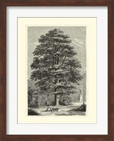 B&W Terry's Trees I Fine Art Print