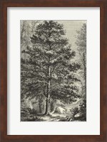 B&W Terry's Trees III Fine Art Print