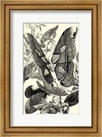 B&W Butterfly II Fine Art Print