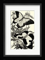 B&W Butterfly III Fine Art Print