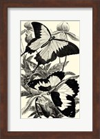 B&W Butterfly III Fine Art Print