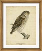 Non-Embellished Vintage Owl Fine Art Print